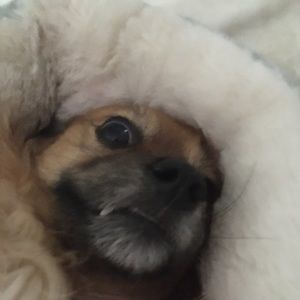 Meet your Posher, Annetteo